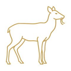 Moschus